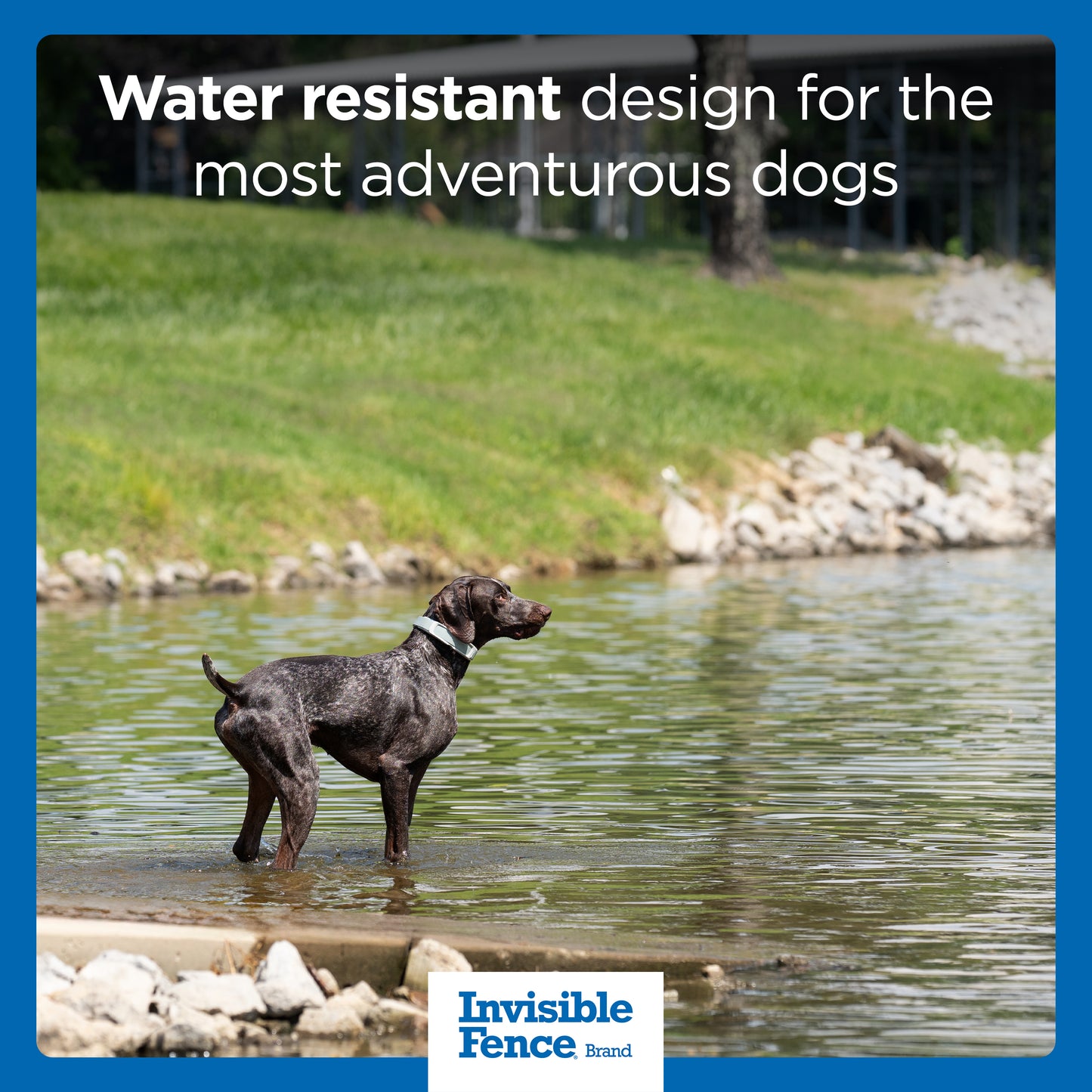 Dog standing in water at lake entry point wearing gps collar. Text on image: water resistant design for the most adventurous dogs