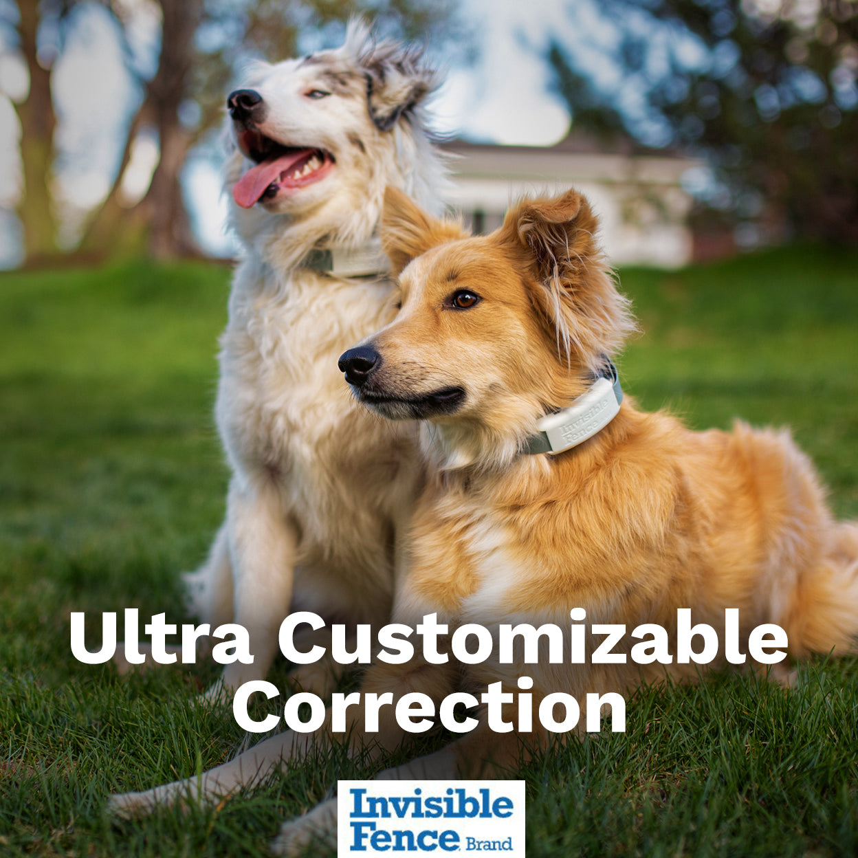 Two dogs wearing gps dog collar fence. Text on image: Ultra Customizable Correction