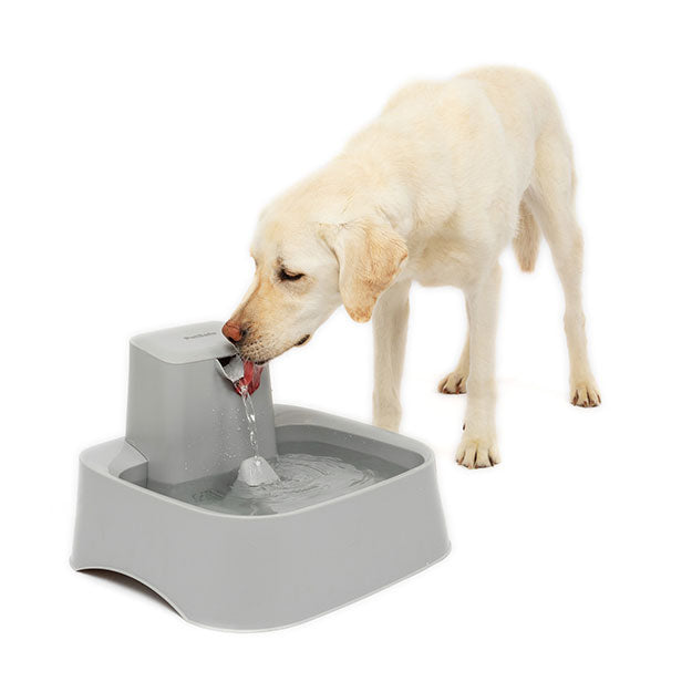 Dog drinking from Drinkwell Pet Fountain