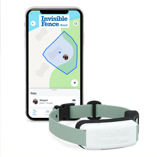 GPS dog collar with image of app screen on phone displaying fence boundary.