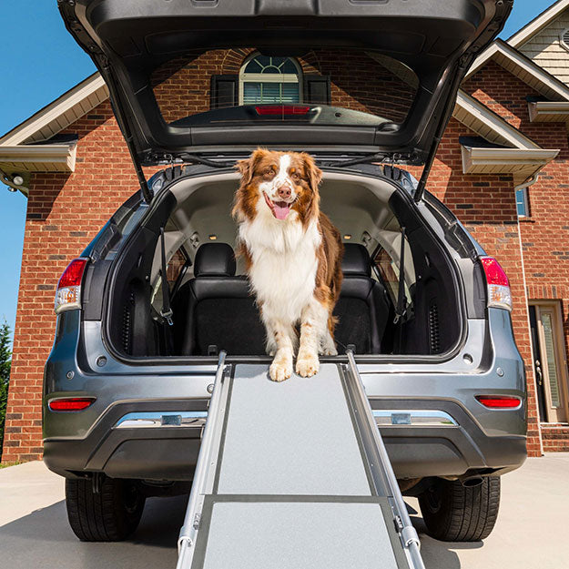 Dog exiting car through trunk with car ramp