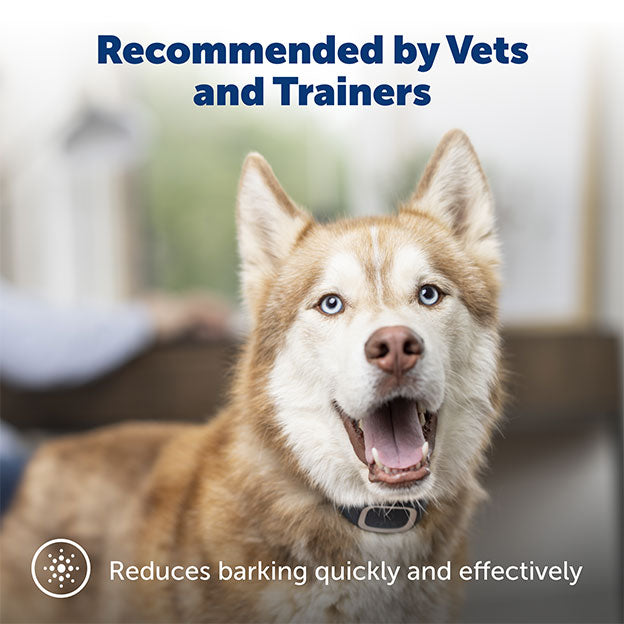 Dog wearing bark collar with text on image: Recommended by vets and trainers. Reduces barking quickly and effectively.