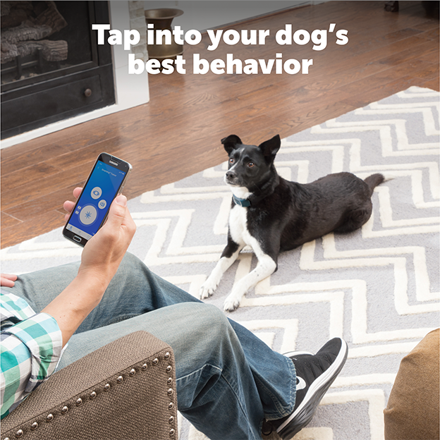 Man looking at app on phone while dog is sitting on floor nearby. Text on image: Tap into your dog's best behavior