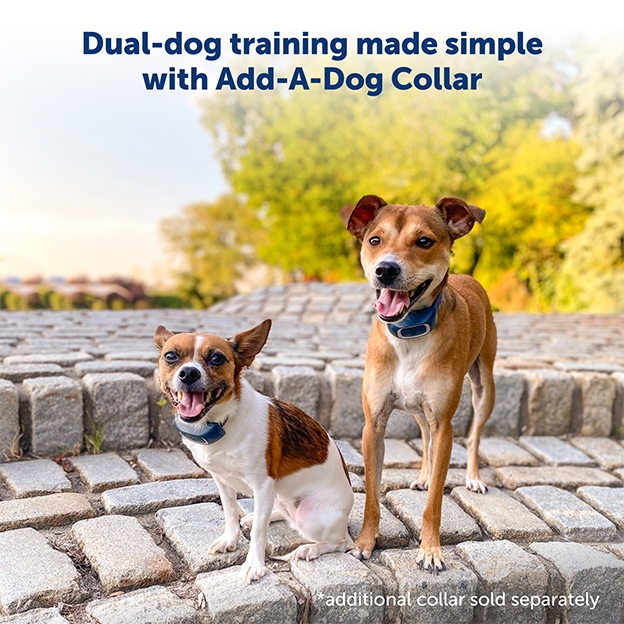 Two dogs wearing training collars with text on image: dual-dog training made similar with add-a-dog collar. Additional collar sold separately. 