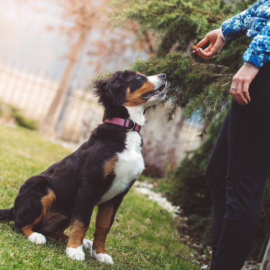 Manners Obedience Training Consultation