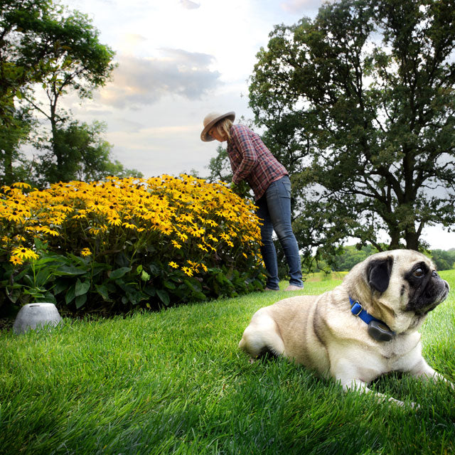 Pug sitting outside with grey rock in background serving as an outdoor shield to deter dog from entering the flower bed